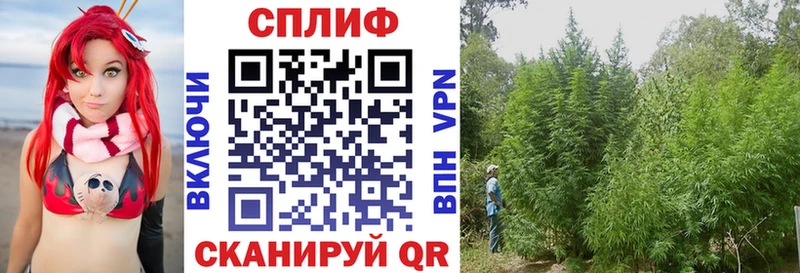 Конопля Amnesia  Купить где  Игарка 